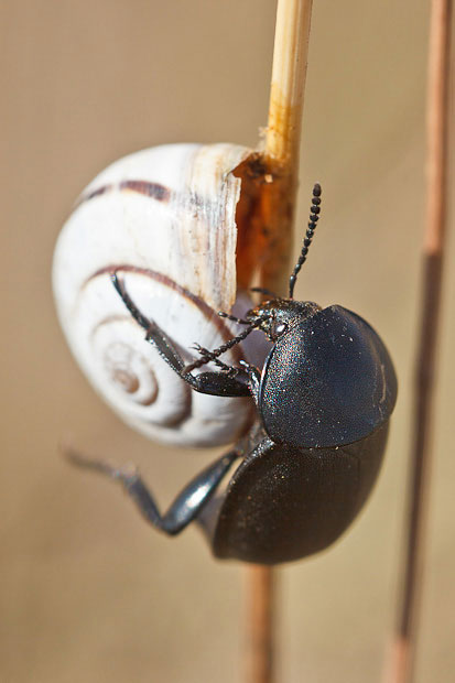 Ablattaria laevigata